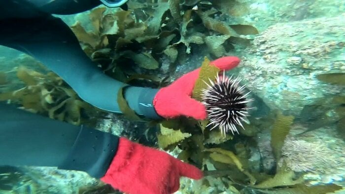 天然の「赤ウニ」が近年激減
