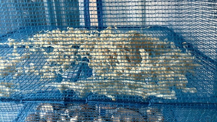 投稿者コメント「切り干し大根になり、寒さも手伝っていい感じに干からびてきました」