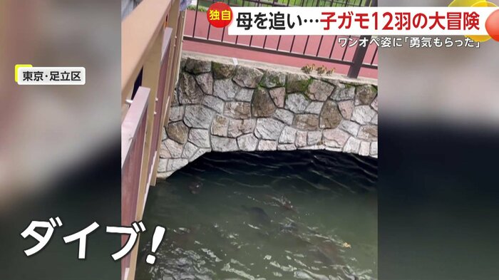 次々ジャンプしていく子ガモたち(FNN投稿サイト「ビデオPost」)