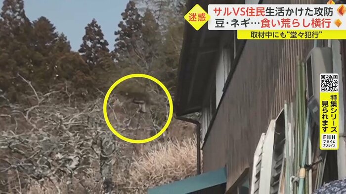 サルはまだ近くにいる
