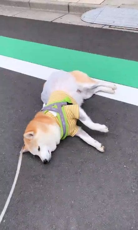 お散歩の最中に寝ちゃったなずなちゃん