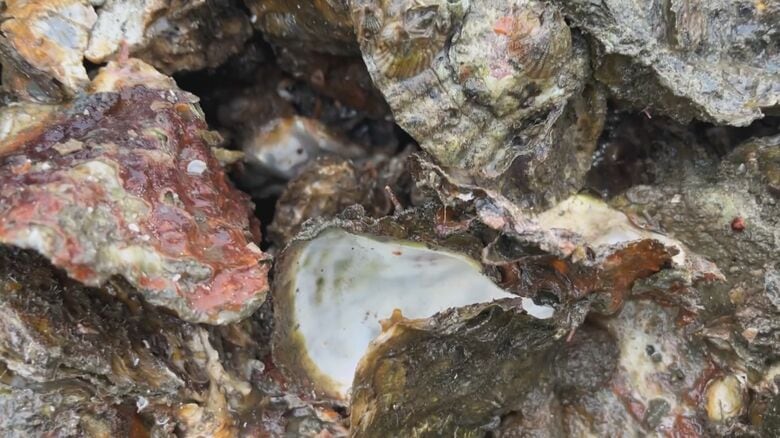 事業者への影響は約300億円規模か カキ生産量日本一・広島で相次ぐ大量死受け民間調査会社が見通し公表｜FNNプライムオンライン