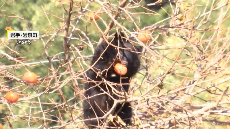 “冬眠直前グマ”の危険な生態　専門家「危険を冒しても食事を得たい時期」…アメリカではチェーンソーくわえたクマが徘徊も｜FNNプライムオンライン