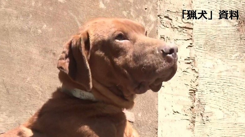 「猟犬」が顔などかんで「飼い犬」死ぬ　住民女性止めに入ってけが　「鳥獣被害対策実施隊」イノシシなど駆除中｜FNNプライムオンライン