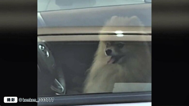 窓越しに映る車に残された犬…車内温度は30℃近くまで上昇か？ 専門家「犬は汗をかけないので要注意」｜FNNプライムオンライン