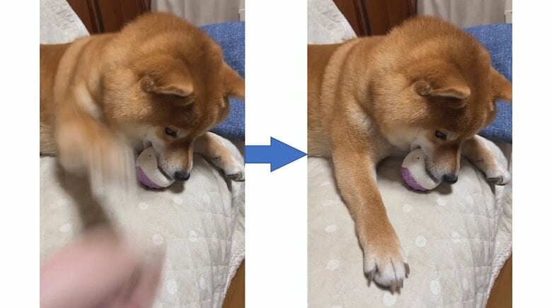 「渡したくない！」ボールを“守る”柴犬と飼い主の攻防がかわいい…同じ体勢のまま前足だけで断固拒否｜FNNプライムオンライン