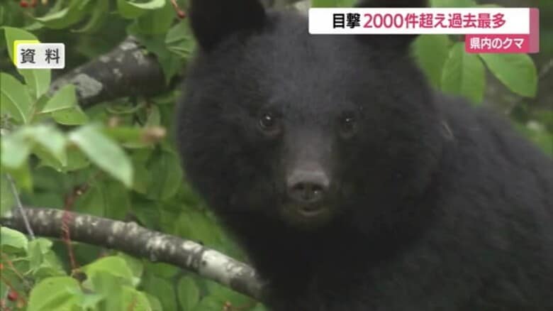 調査開始以来最多・クマ目撃件数2103件…過去最多2020年の約3倍　10月だけで700件超え　山形｜FNNプライムオンライン