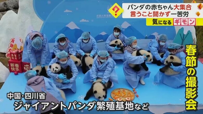 パンダの赤ちゃん24頭が大集合　春節に向けた撮影会も…言うこと聞かずひと苦労　中国・四川省｜FNNプライムオンライン