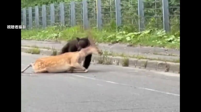 クマがシカに襲い掛かる　付近には約10軒ほどの民家…人里近くでクマの被害多発　800匹のサーモンが死んでいた養魚場も｜FNNプライムオンライン