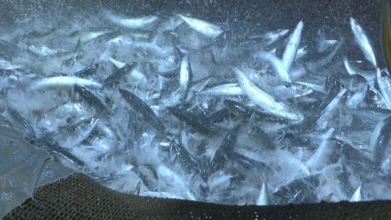 富山湾で「うれしい悲鳴」 サバ漁獲量40年で最多 漁師もびっくり「サバサバしている」 太平洋側から引き合い急増｜FNNプライムオンライン