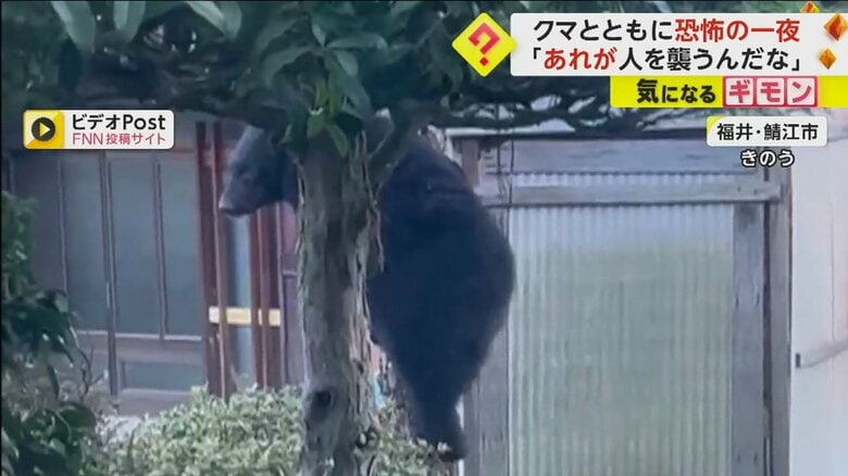「お父さんやと思ったらクマだった」恐怖の一夜…庭の柿の木から一晩下りてこず　福井・鯖江市｜FNNプライムオンライン