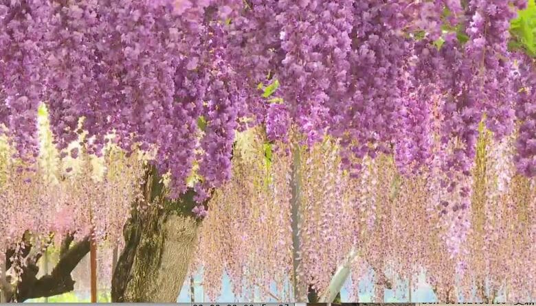 「すごく良い香り」　「いろいろな色があってびっくり」　ピンクに白に紫　古刹で「三色のフジ」が見ごろ　｜FNNプライムオンライン
