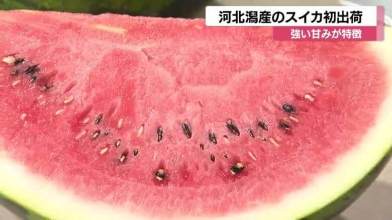 「例年通り糖度は13度以上」大きく強い甘みが特徴の河北潟産スイカが初出荷|FNNプライムオンライン