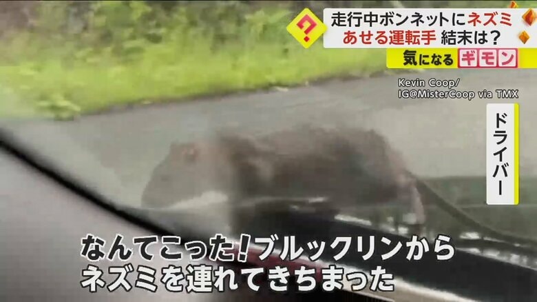 「なんてこった！」走行中の車のボンネットに“ネズミ”　あせる運転手　エンジンルームの奥へ姿消す　米｜FNNプライムオンライン