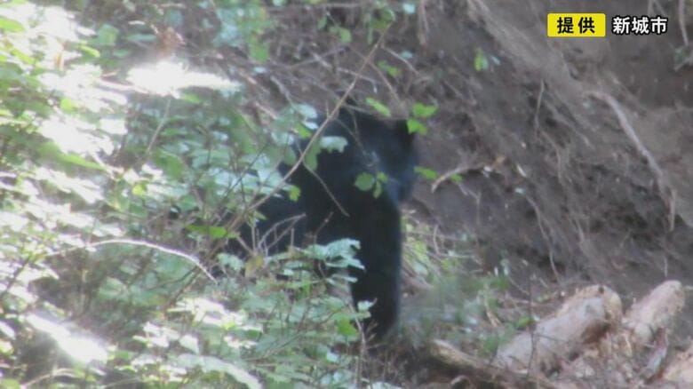 住宅ある地域から1.5km程…ツキノワグマがイノシシ等用の罠にかかり殺処分 体長110cmあるオスの成獣|FNNプライムオンライン