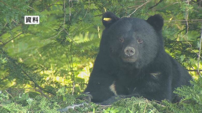 クマの推定生息数5728頭　冬眠明けで行動範囲が広がるため注意を　長野県｜FNNプライムオンライン