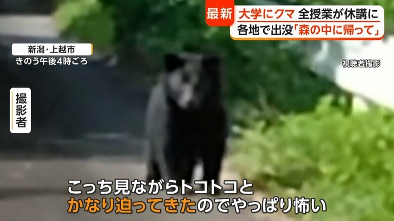 カメラが捉えた体長約1メートルのクマ 近くに大好物“ミツバチの巣箱” 岩手では大学構内にクマ侵入し休講に|FNNプライムオンライン