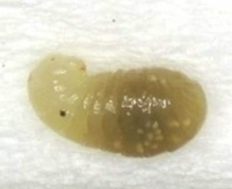 特定外来生物「アカカミアリ」”幼虫”2匹を石狩湾新港で新たに確認―9月に働きアリ約700匹見つかり調査・駆除中（累計で働きアリ約1440匹、幼虫2匹に）刺されると激しい痛みや水ぶくれも〈北海道石狩市〉｜FNNプライムオンライン