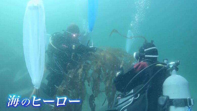 ロープに昆布を取り付けるダイバーたち