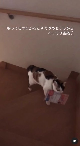 提供：kiyokoさん