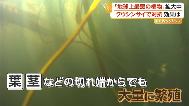 葉や茎などの切れ端からでも、大量に増殖する