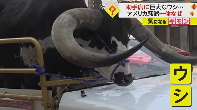 車の助手席の乗った、大きな角をはやしたウシ