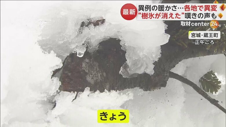 気温の上昇で樹氷はかなり解けてしまっていた