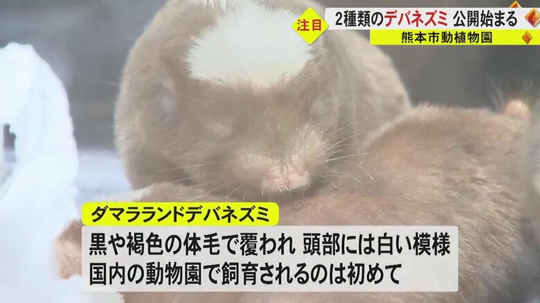 頭部の白い模様が特徴の「ダマラランドデバネズミ」