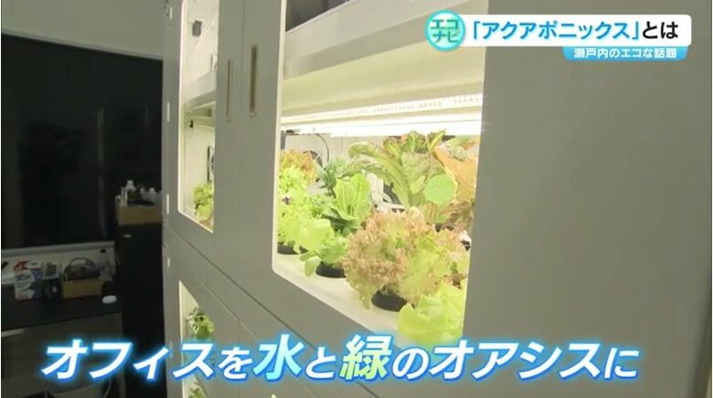 オフィスを緑のオアシスに・・