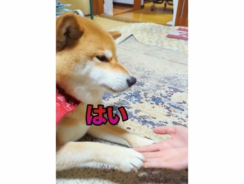 提供：柴犬スティーブch【コーギーと猫を添えて】さん