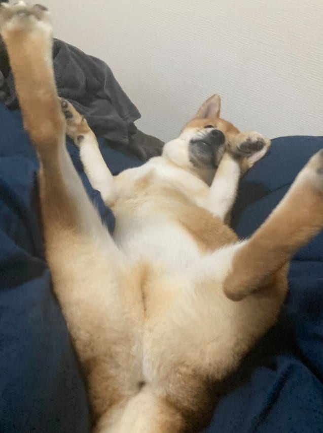 転がる琥太郎くん