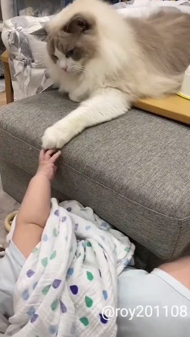 提供：ロイ(Roy)くん@ラグドールさん