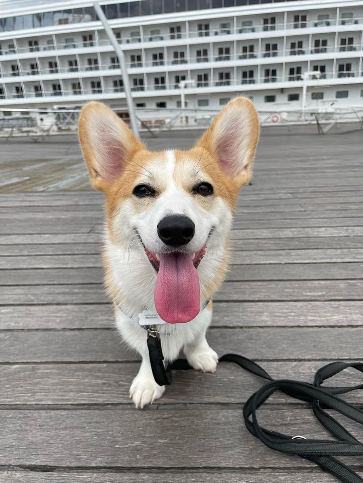 お散歩ににっこりなゴン太くん