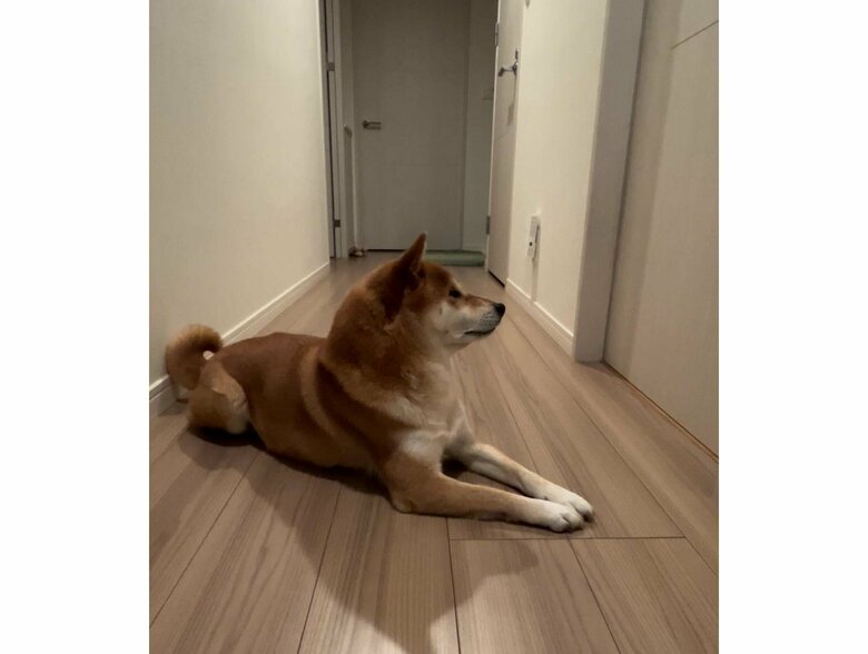 別の日も扉の前で待っている（提供：柴犬けいちゃん）