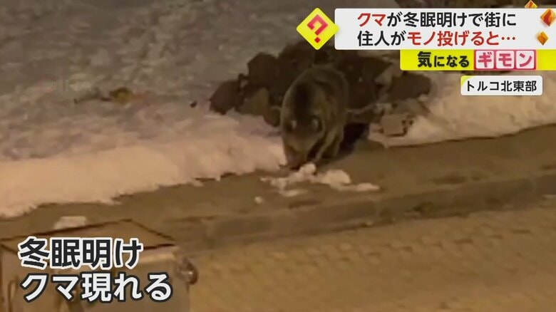 冬眠から目覚めたクマ