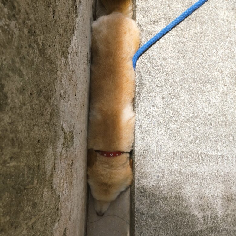 上から見るとこんな感じ