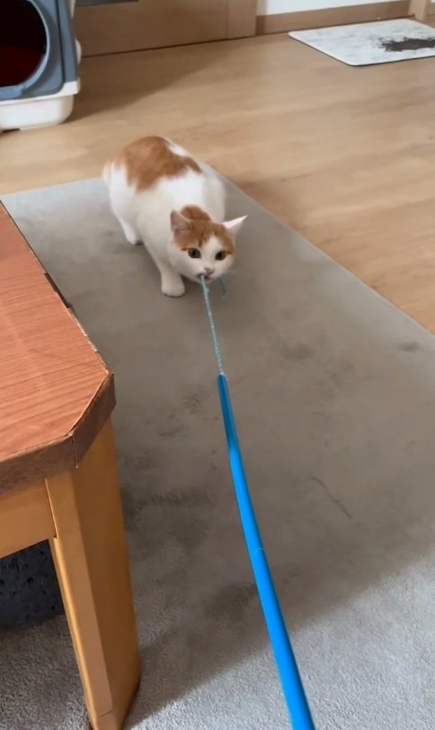 おもちゃをしっかり噛んで離さないうりくん