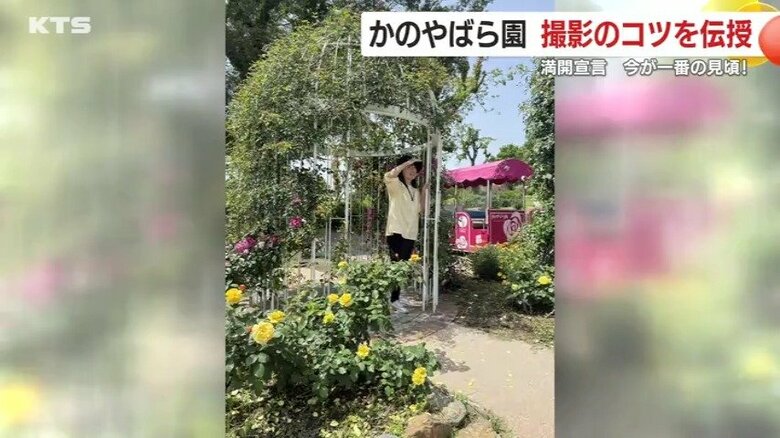 西洋風あずまやの「ガゼボ」で撮影した一枚