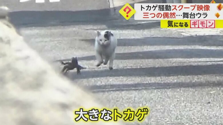 ネコに追いかけられトカゲが必死に逃げている瞬間③