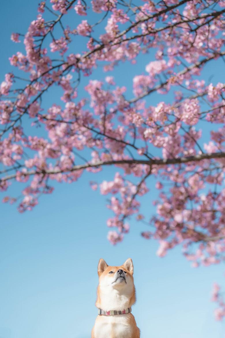 提供：柴犬 むぎさん