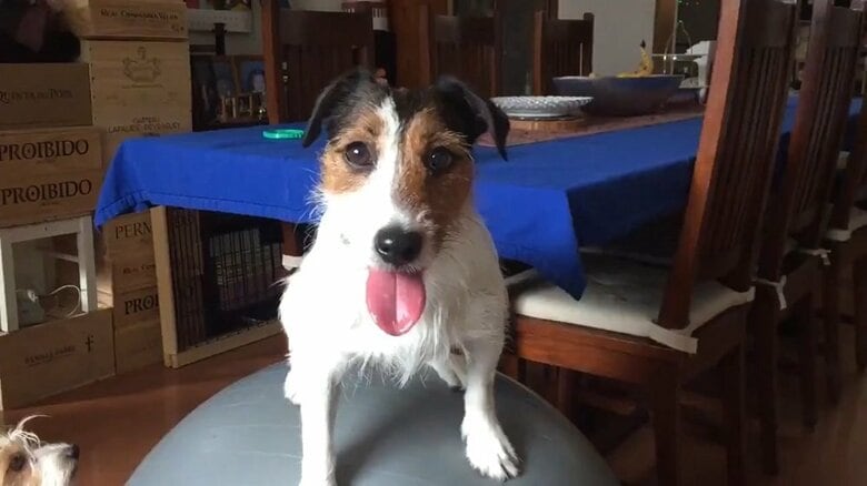 バランスボールの上でおすわりをするシャーロットちゃん