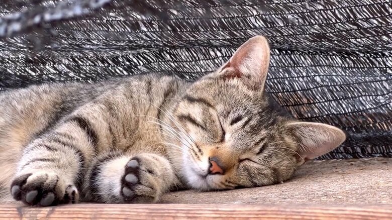 ぐっすり眠るコナツちゃん
