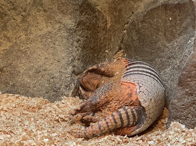 顔を隠すように横向きに寝るラグくん（画像提供：伊豆シャボテン動物公園）