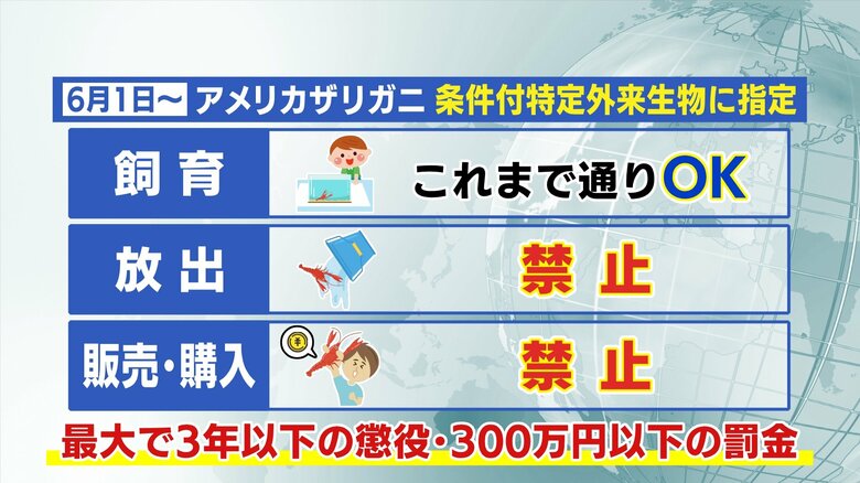 全面的な駆除は難しい　放出・販売・購入は禁止