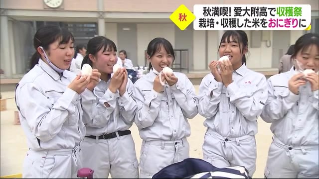 愛大附属高校で収穫祭 生徒栽培のお米をおにぎりで「おいしい!」【愛媛】