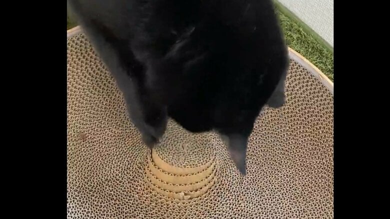 ソウくん、今回の投稿以前にもこんな行動をしていた