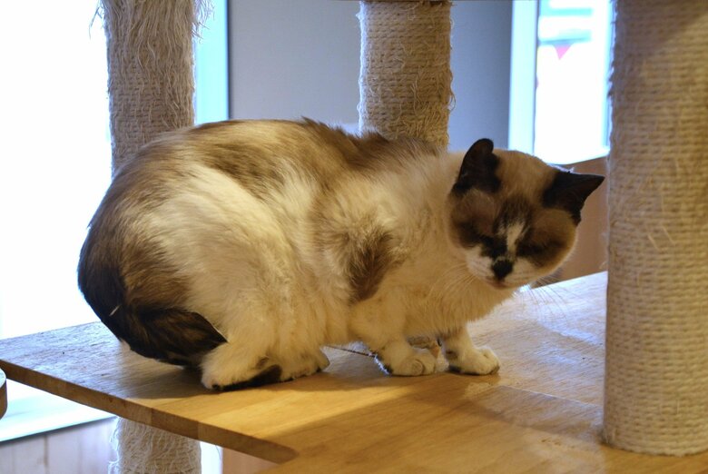 保護当時は妊娠していたというオパール