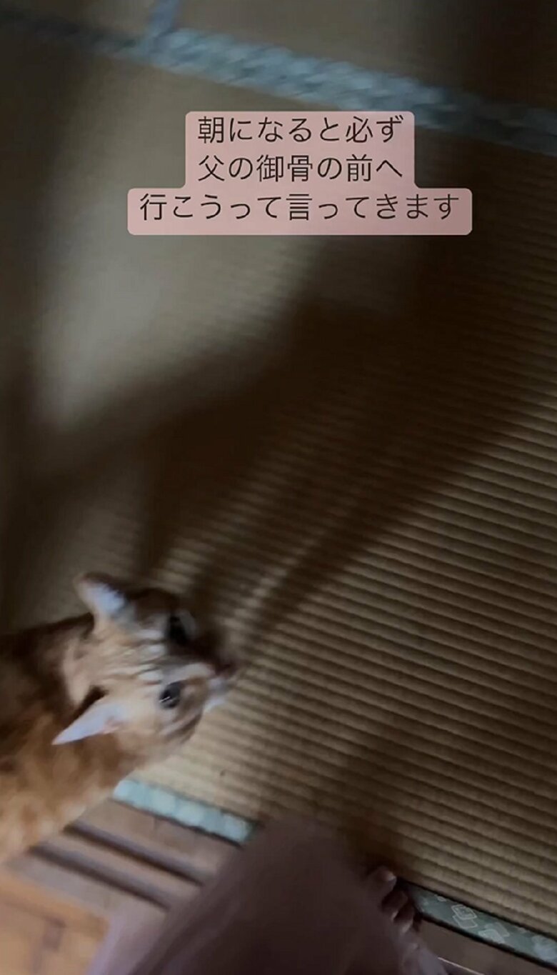 和室の入り口で飼い主さんを見上げて「にゃーん」