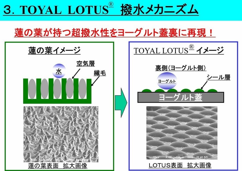 ハスの葉とトーヤルロータスの拡大画像（提供：東洋アルミニウム）