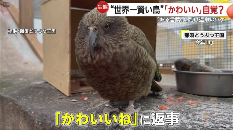 「かわいい」という声に返事をするミヤマオウム